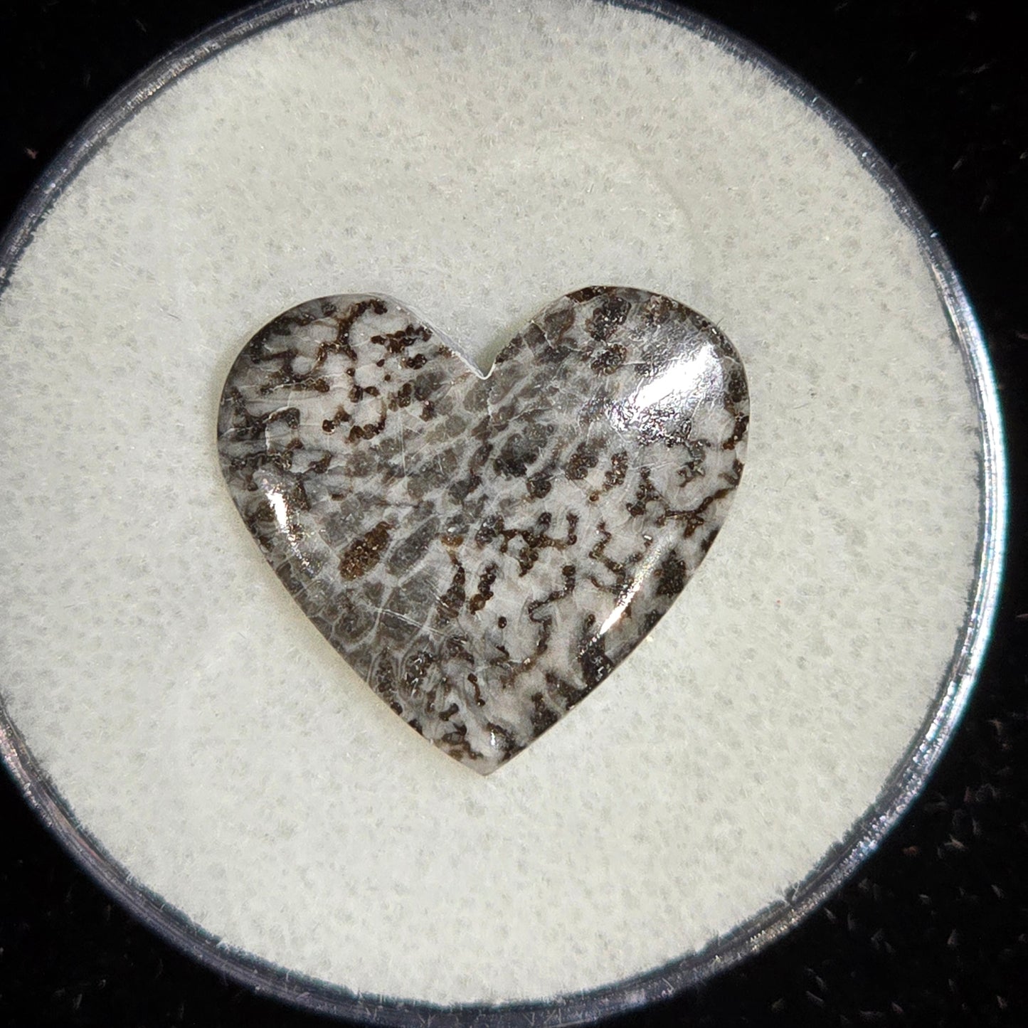 Black Fossilized Coral Hearts