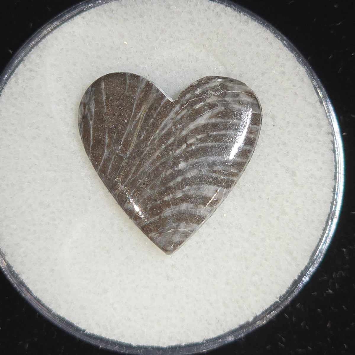 Black Fossilized Coral Hearts